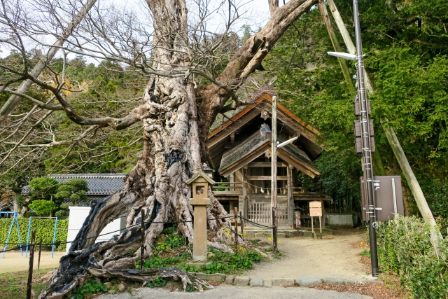 命主社(神魂伊能知奴志神社)と椋木